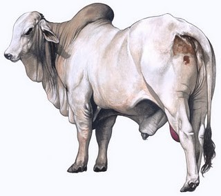 Bovino con clostridiosis