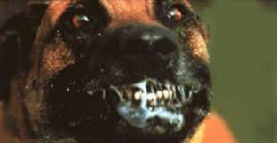 Canino contagiado con el virus de la rabia