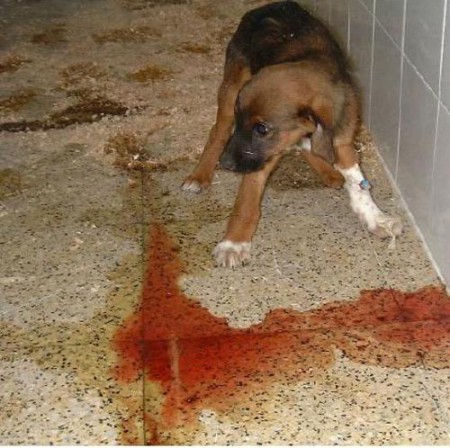 Cachorro infectado de parvovirus, se observa las heces y vominto sanguinoliento