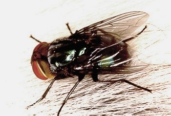 Mosca del gusano barenador del ganado