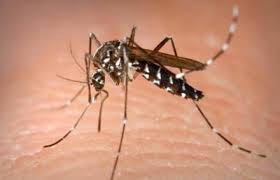 Mosquito portador del virus del nilo 