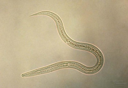 Nematodos