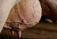 /album/padecimientos/mastitis-jpg/